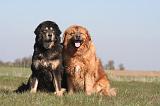 DOGUE DU TIBET 523